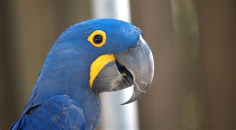 Blue Macaw Parrot From ‘rio The Movie Is Now Officially Extinct