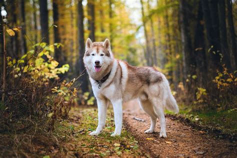 Why do some dogs howl, but others don't? - Earth.com
