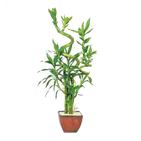 Brussels Bonsai Lucky Bamboo 7 Stalk Curly In 4 In Clay Planter At