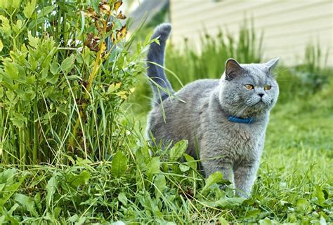 Im verhalten von katzen forum im bereich katzen verstehen; Kater markiert im haus was tun. Tierwelt - Tipps - Katzen