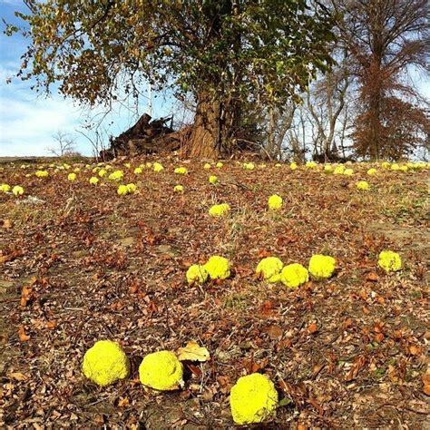 pettube spider ball pythons (self.hobbydrama). 17 Best images about Hedge ball, monkey ball tree on ...
