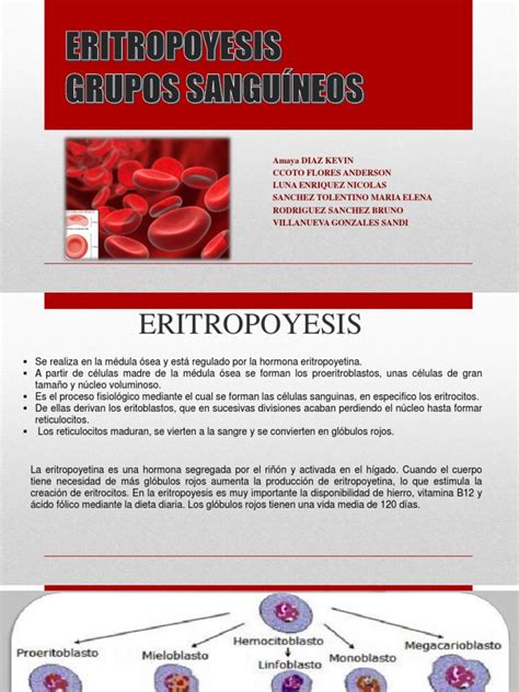 Eritropoyesis Pdf Tipo De Sangre Glóbulo Rojo