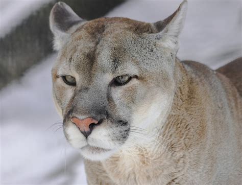 Cougar Portrait Puma Concolor With White Snow Premium Photo