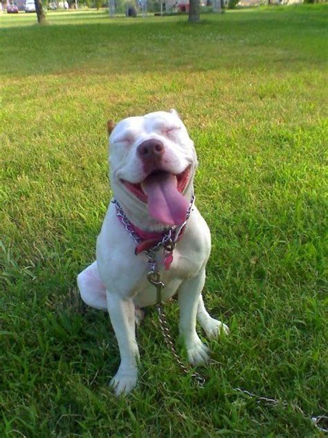 52 Best Images About American Pit Bull Terrier Dog Art