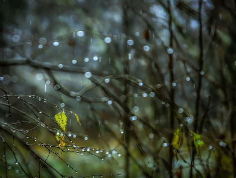 Macro Photo Of Leaves Plants Nature Rain Water Drops Hd Wallpaper