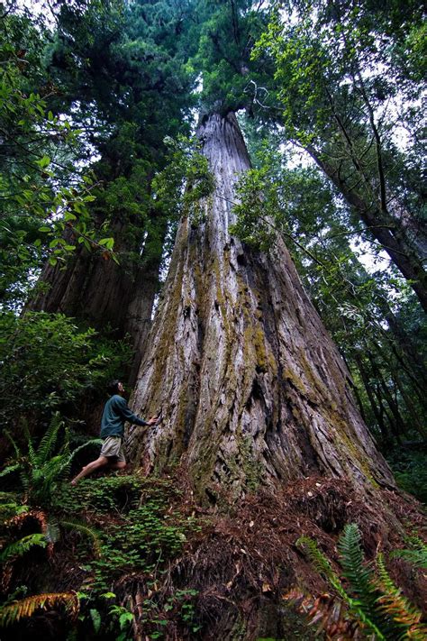 The 10 Most Amazing Giant Redwood Trees Of Northern California