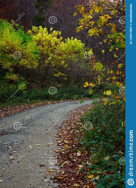 Nature Autumn Sunshine Leaves Yellow Stock Image Image Of Light
