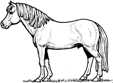 Pferde ausmalbilder pdf ausmalbilder pferd tiere zum ausmalen malvorlagen pferde. Hairstyles: AUSMALBILDER PFERD