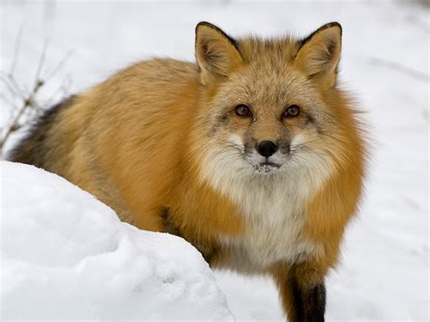 All About Animal Wildlife Red Fox Photos Images And Information 2012