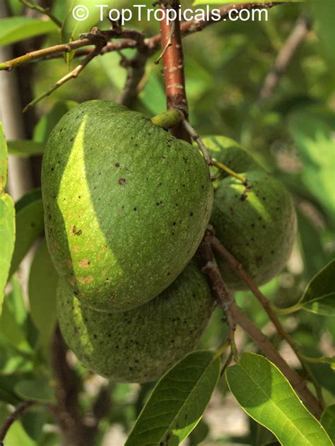 Maybe you would like to learn more about one of these? Annona sp., Golden Sugar Apple, Pineapple Sugar Apple ...