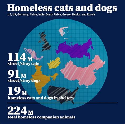 What Will It Take To End Pet Homelessness