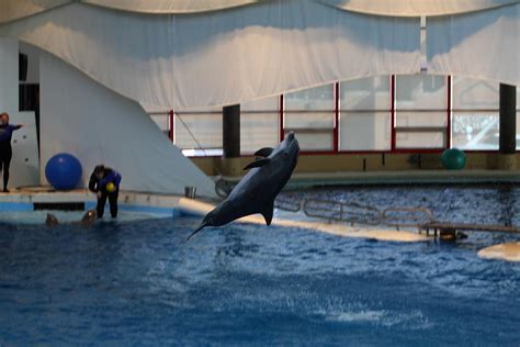 Dolphin Show National Aquarium In Baltimore Md 121257 Photograph By
