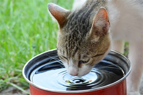 Drink Up How To Keep Your Pets Hydrated Azpetvet