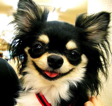 We are a show oriented home that has been loving, breeding and showing chihuahuas since the late 1980's located in the central valley in california. 10 Dog Breeds That Are Overwhelmingly Affectionate