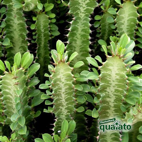 Non mancano piante grasse ricadenti come la schlumbergera (cactus di natale) o il cactus di vasi per piante pendenti. 6 Piante Grasse da Appartamento davvero particolari ...