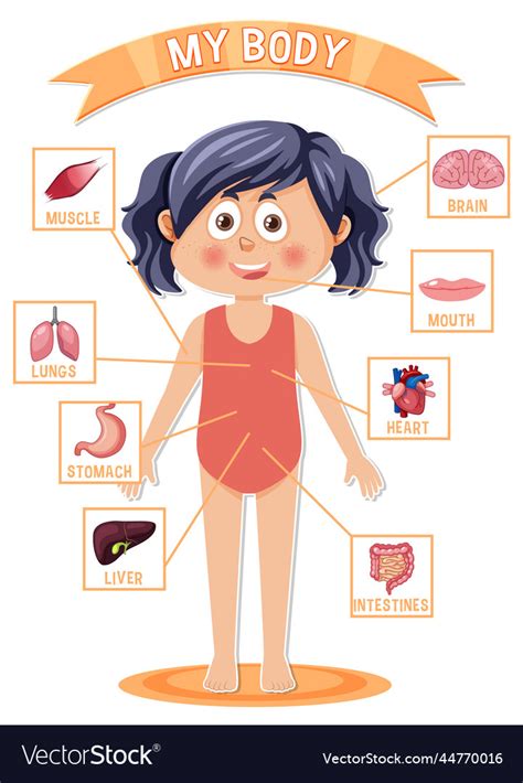 Internal Organs Of The Body For Kids Royalty Free Vector