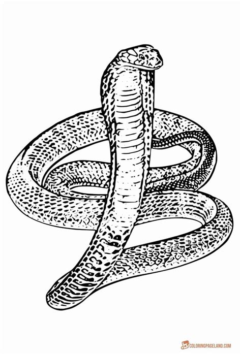 28 King Cobra Coloring Page in 2020 | Snake coloring pages, Animal