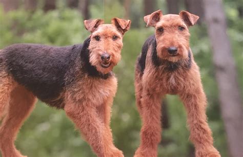 Welsh Terrier | Muellers Woodville Kennels Testimonials