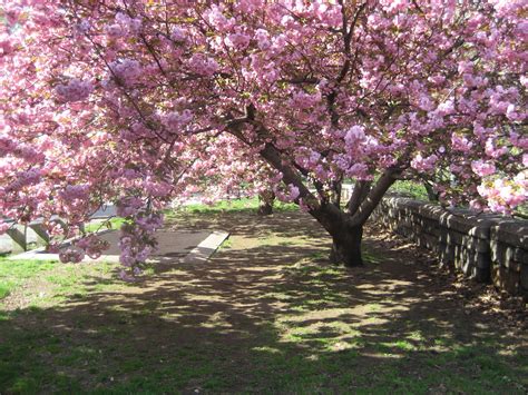 Cherry Tree Riverside Park Nyc With Images Beautiful