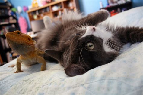 Cat And Bearded Dragon Have Strange But Adorable Friendship Catlov