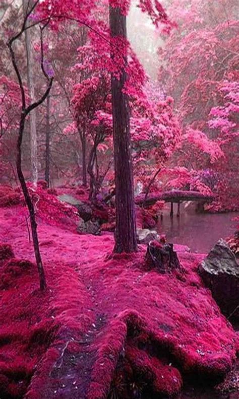 Pink Nature Bonito Cool Flower Nature Nice Trees View Hd Phone