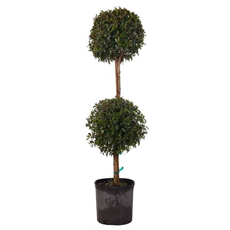These Two Ball Topiaries Are Perfect For Entrances Gardens Or Well Lit