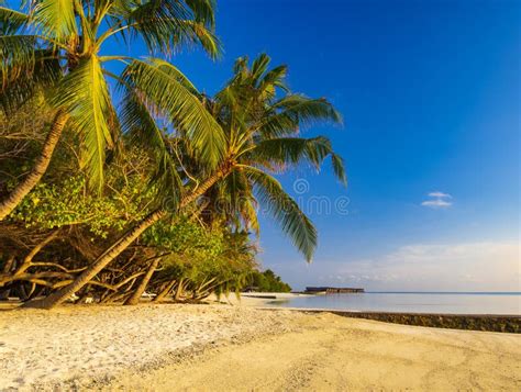 Perfect Tropical Island Maldives Paradise Beach Beautiful Tropical