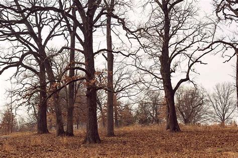 The Post Oaks Lost Texas Roads