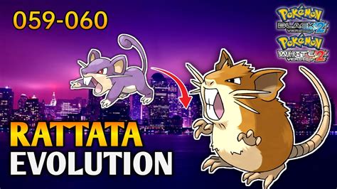 How To Evolve Rattata Into Raticate In Pokemon Black 2 And White 2
