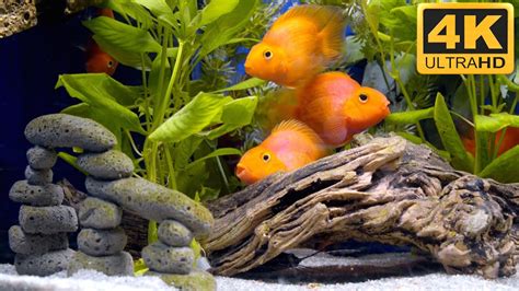 Mini Parrot Fish Like Big Goldfish In 4k Ultra Hd Youtube