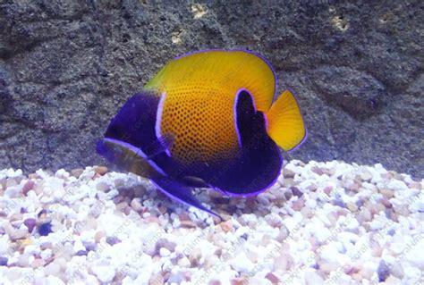 Majestic Angelfish Pomacanthus Navarchus Saltwater Fish For Sale