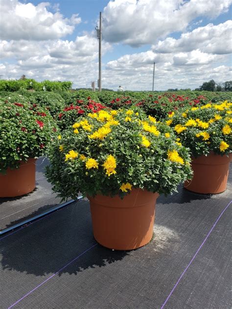 I live in lima and it sucks. Amherst Greenhouse | Quality Annuals, Perennials, Trees & Mums