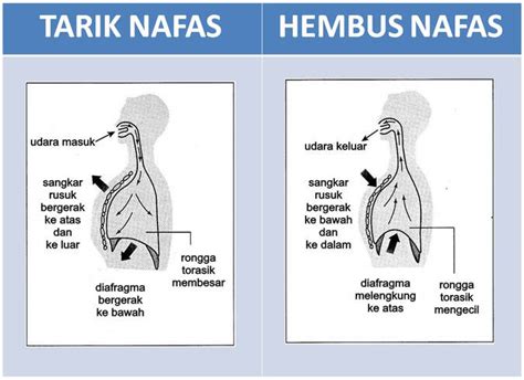 Peparu merupakan organ pernafasan manusia. NOTA SAINS TAHUN 4 UNIT 2: MANUSIA - Chang Tun Kuet