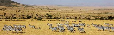 The Best African Tale of Collective Nouns | African Budget Safaris