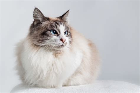 Long Hair Domestic Cat Ragdoll Stock Photo Download Image Now Istock