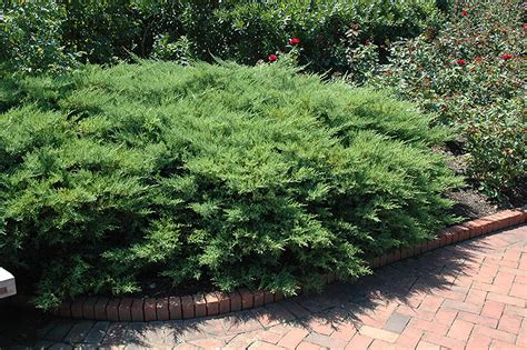 The alligator juniper trees are the main attraction to plenty of bird species including woodpeckers native to north america, california juniper trees are conical in shape with evergreen foliage. Kallay's Compact Juniper (Juniperus x media 'Kallay's ...