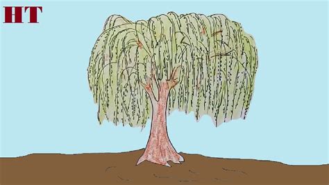 How To Draw A Willow Tree Step By Step For Beginners Willow Tree