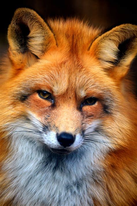 Fox Portrait By Korinna Ádám On 500px Animals Animals Beautiful