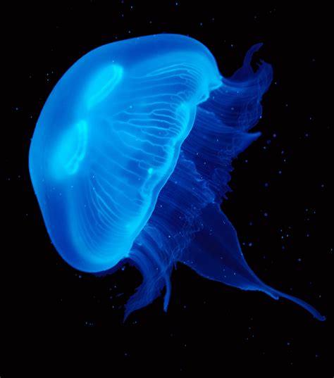 Related Image Pet Jellyfish Jellyfish Jellyfish Tank Pets