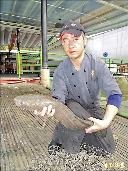 The site owner hides the web page description. 凶殘「魚虎」被逮捕 成鯉魚潭佳餚 - 地方 - 自由時報電子報