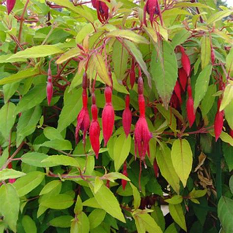 Maybe you would like to learn more about one of these? Pack x6 Hardy Bush Fuchsia Magellanica 'Mountain Gold ...