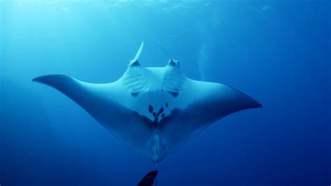 Manta Ray Personality Profiles Shark Beneath The Surface Preview
