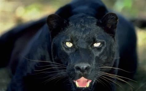 Black Panther Angry Hd Desktop Wallpapers 4k Hd