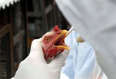 L'aviaria è una malattia virale che riguarda determinate specie avicole, sia di allevamento che selvatiche. Influenza Aviária é reportada na República Dominicana