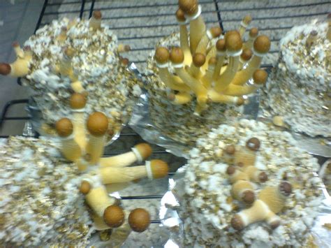 The golden mammoth has earned itself a reputation as the best among psilocybe cubensis magic mushrooms strains, the most prolific, reliable and resistant study available. First Grow Golden mammoth (B+?) - Mushroom Cultivation ...