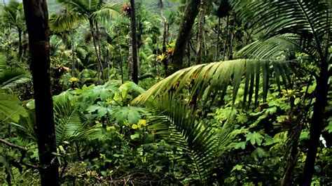 Amazon Rain Forest - World Famous Places Wallpapers