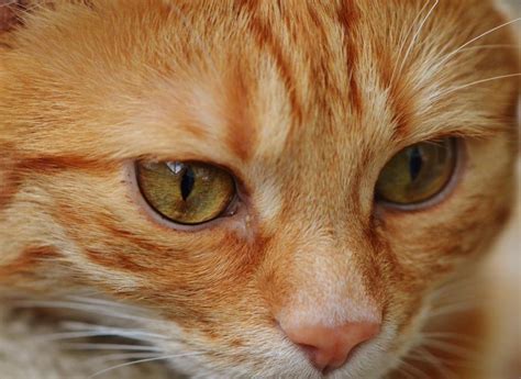 For example, cats with diarrhea as a result of hyperthyroidism will see their diarrhea resolve after their thyroid disease is managed. Feline Acromegaly Treatment