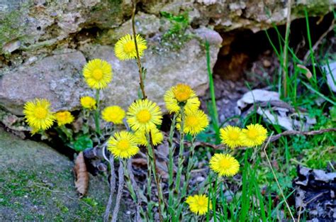 Frus = frus, від лат. Tussilago Farfara: What She is, What She Loves and What ...