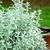 We did not find results for: Artemisia: Artemisia ludoviciana 'Silver King'