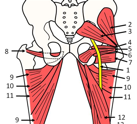 Hip Muscle Diagram